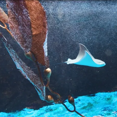 SLSC Cownose Ray Pup (3)
