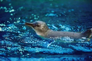 SLSC Penguins 2