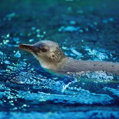 SLSC Penguins 2