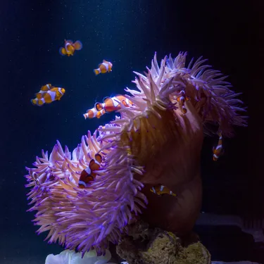 Clownfish (Nemo) at SEA LIFE Sunshine Coast