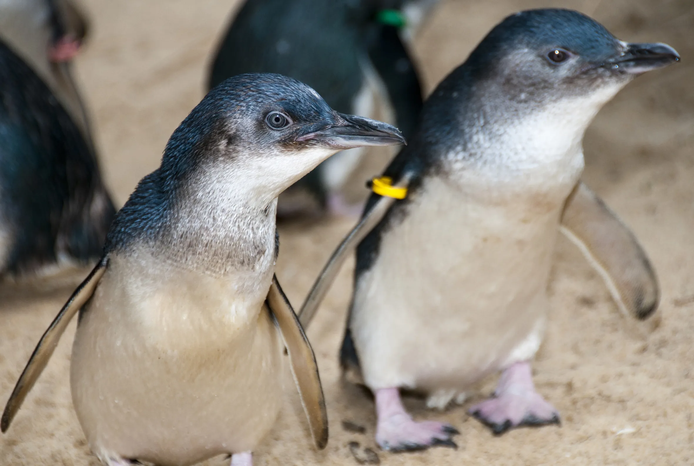 Little Blue Penguin Appearance - SEA LIFE Sunshine Coast