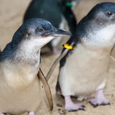 Little Blue Penguin Appearance - SEA LIFE Sunshine Coast