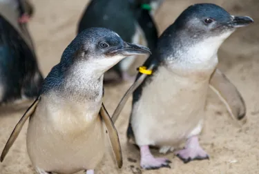 Little Blue Penguin Appearance - SEA LIFE Sunshine Coast