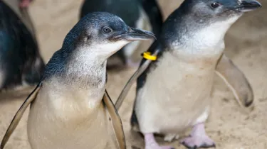 Little Blue Penguin Appearance - SEA LIFE Sunshine Coast