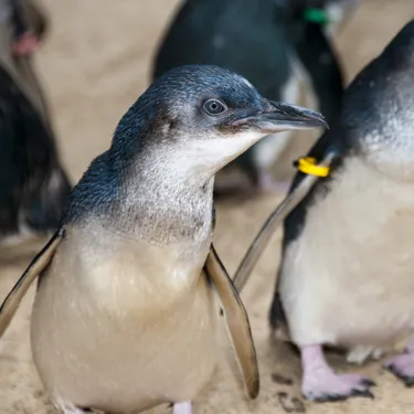 Little Blue Penguin Appearance - SEA LIFE Sunshine Coast