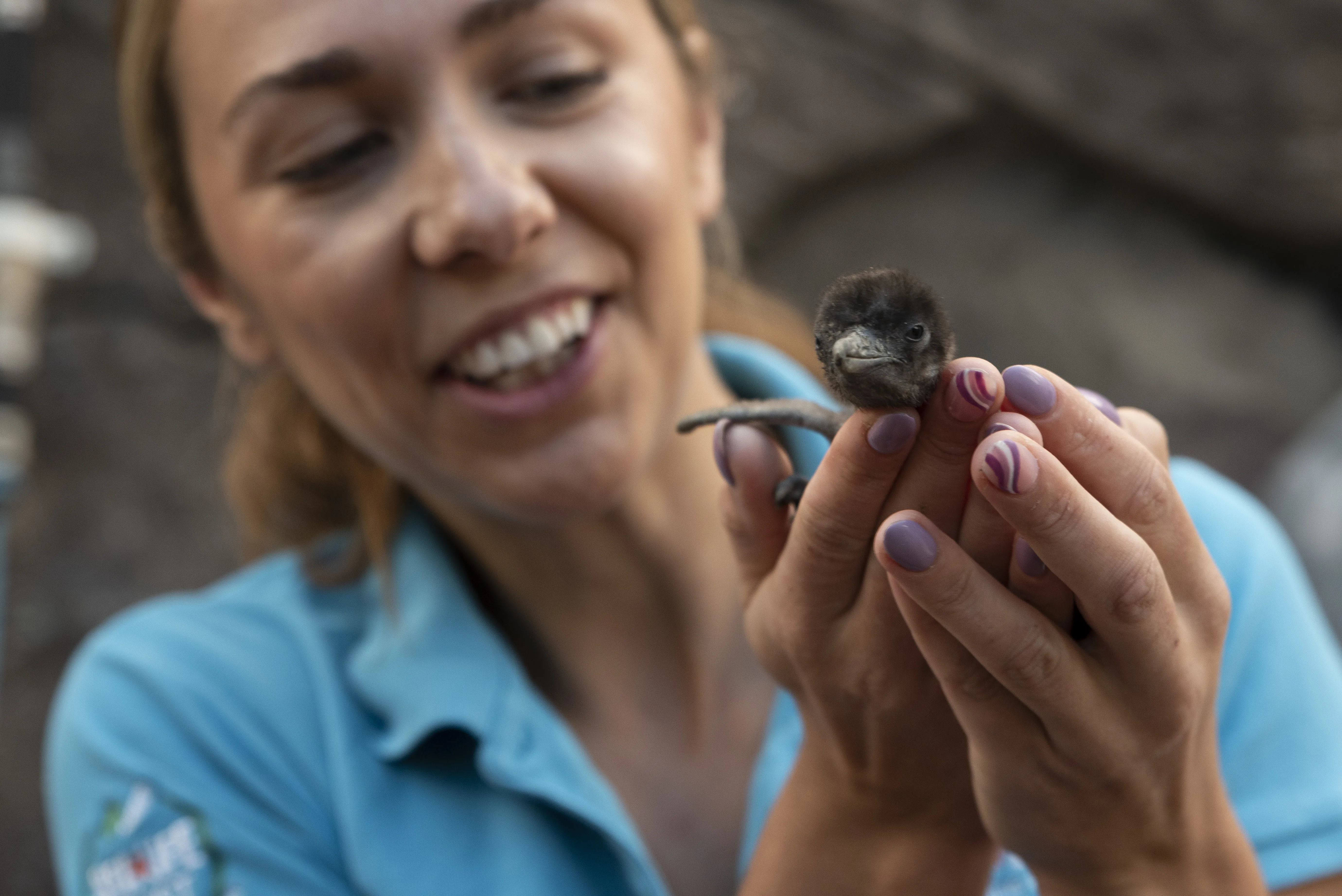 SEA LIFE Sunshine Coast welcomes its first ever Little Blue Penguin chicks