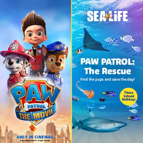 SL Paw Newsblock 450X442px