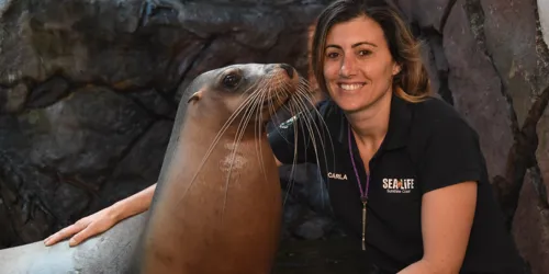 Take your valentine to SEA LIFE Sunshine coast for a romantic seal of approval