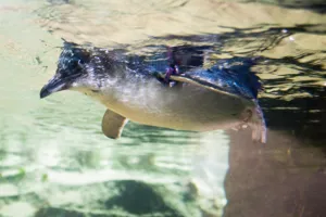 Little Blue Penguin swim at SEA LIFE Sunshine Coast