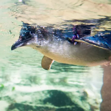 Little Blue Penguin swim at SEA LIFE Sunshine Coast