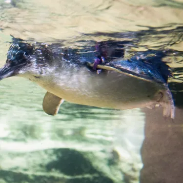 Little Blue Penguin swim at SEA LIFE Sunshine Coast