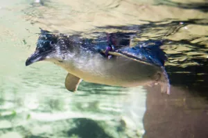 Little Blue Penguin swim at SEA LIFE Sunshine Coast