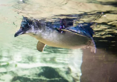 Little Blue Penguin swim at SEA LIFE Sunshine Coast