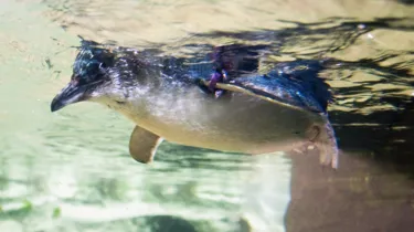 Little Blue Penguin swim at SEA LIFE Sunshine Coast
