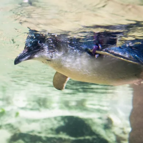 Little Blue Penguin swim at SEA LIFE Sunshine Coast
