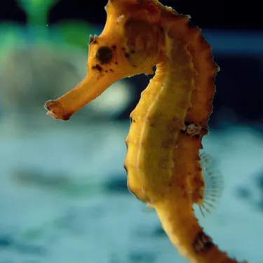 Pot Bellied Seahorse at SEA LIFE Sunshine Coast