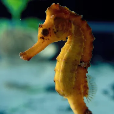 Pot Bellied Seahorse at SEA LIFE Sunshine Coast