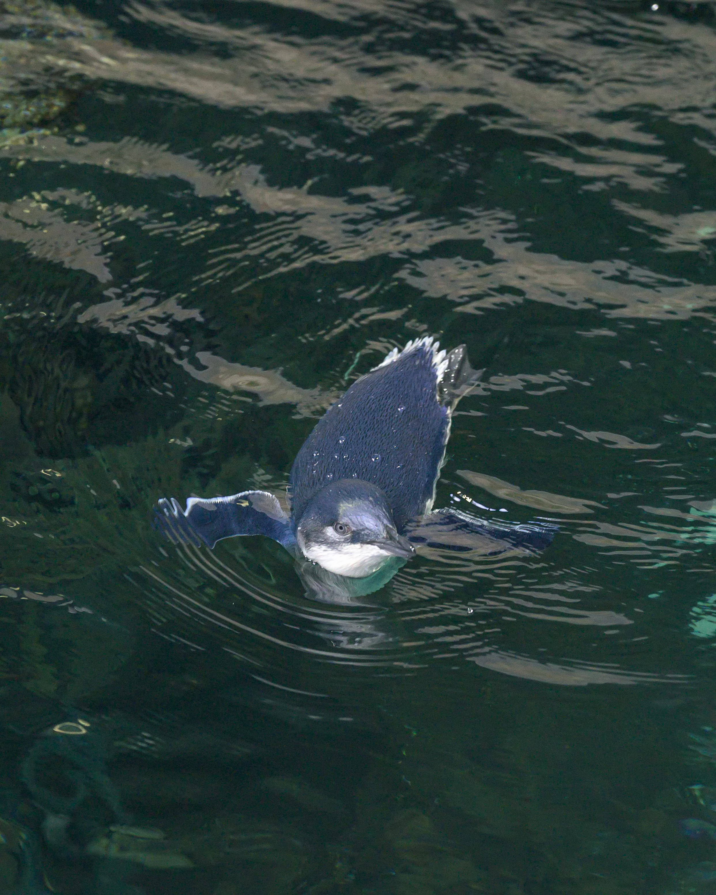 Penguin Chick First Swim