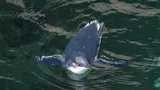 Penguin Chick First Swim