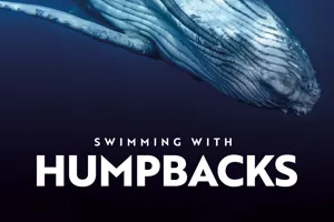 Humpback Whale Swimming With Humpabck Whales