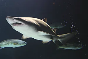 Grey Nurse Shark