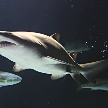 Grey Nurse Shark