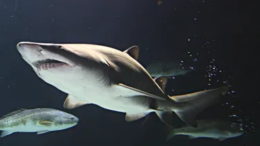 Grey Nurse Shark