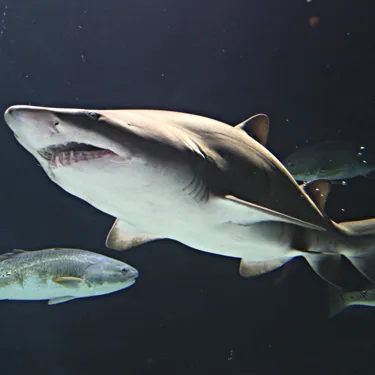 Grey Nurse Shark
