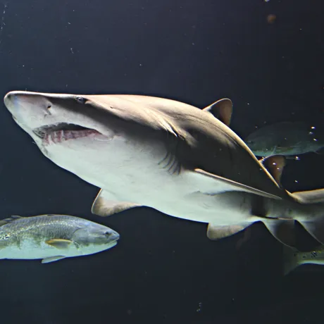 Grey Nurse Shark