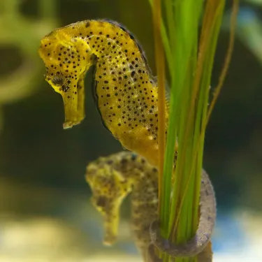 Kuda Seahorse