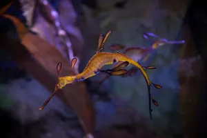 Weedy Sea Dragons at SEA LIFE Sunshine Coast