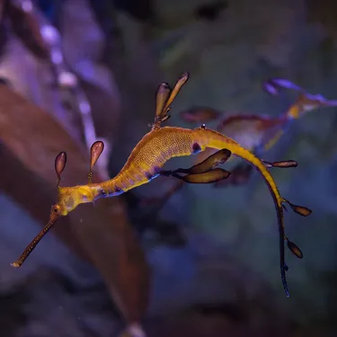 Weedy Sea Dragons at SEA LIFE Sunshine Coast