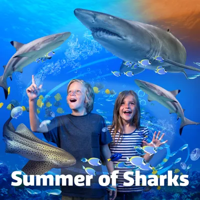 Summer of Sharks