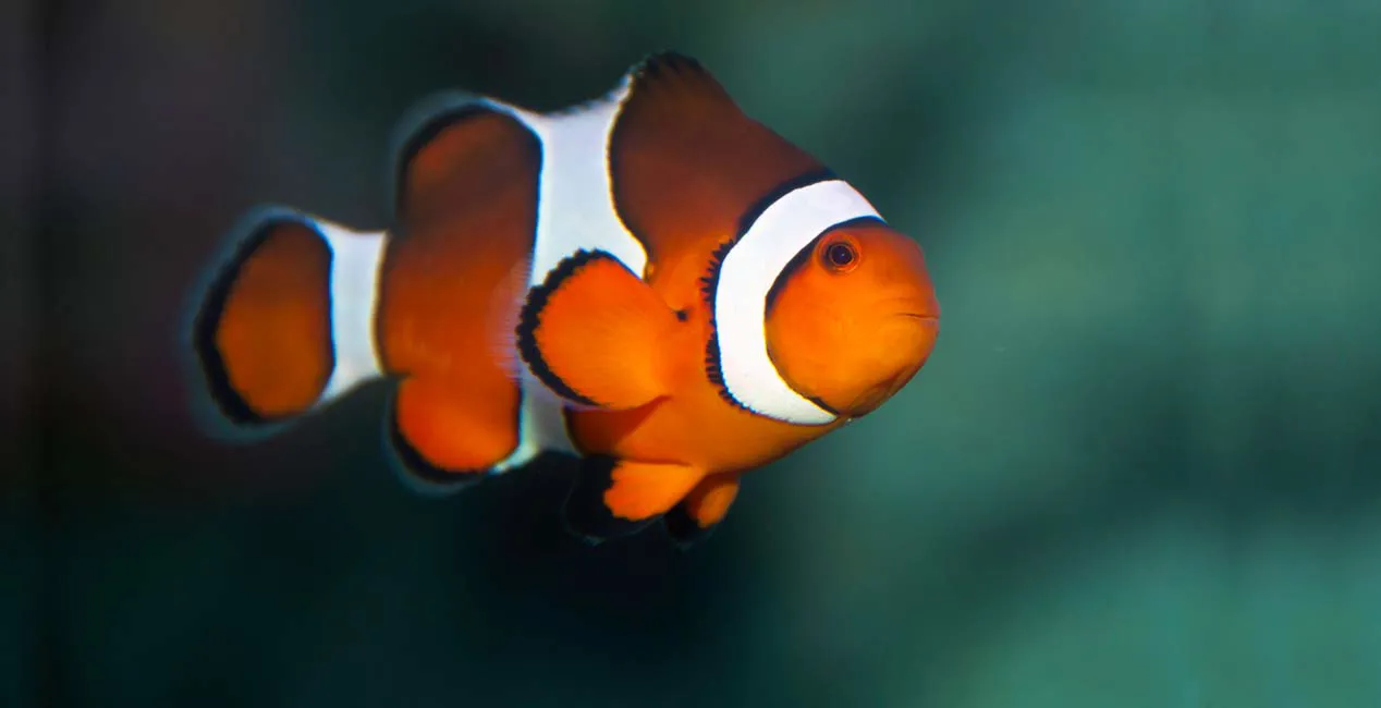 Clownfish