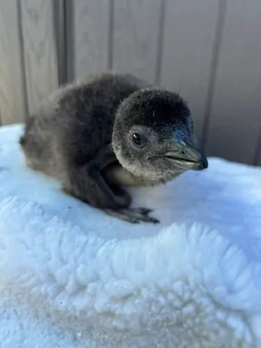 Penguin Chick