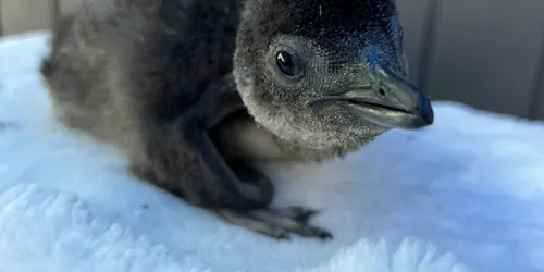 Penguin Chick