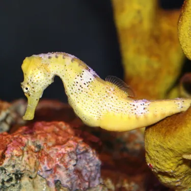 Long Snout Seahorse
