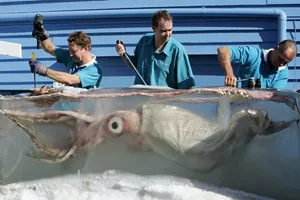 Giant Squid Underwater World Sea Life Sunshine Coast