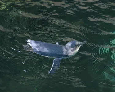 Penguin Chick First Swim 4