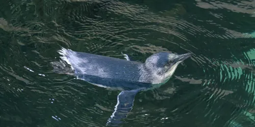 Penguin Chick First Swim 4
