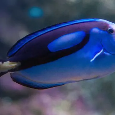 Blue Tang (Dory) at SEA LIFE Sunshine Coast