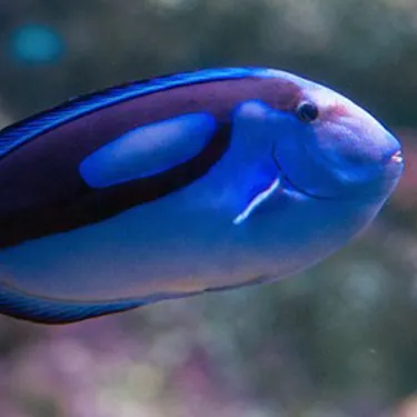Blue Tang (Dory) at SEA LIFE Sunshine Coast