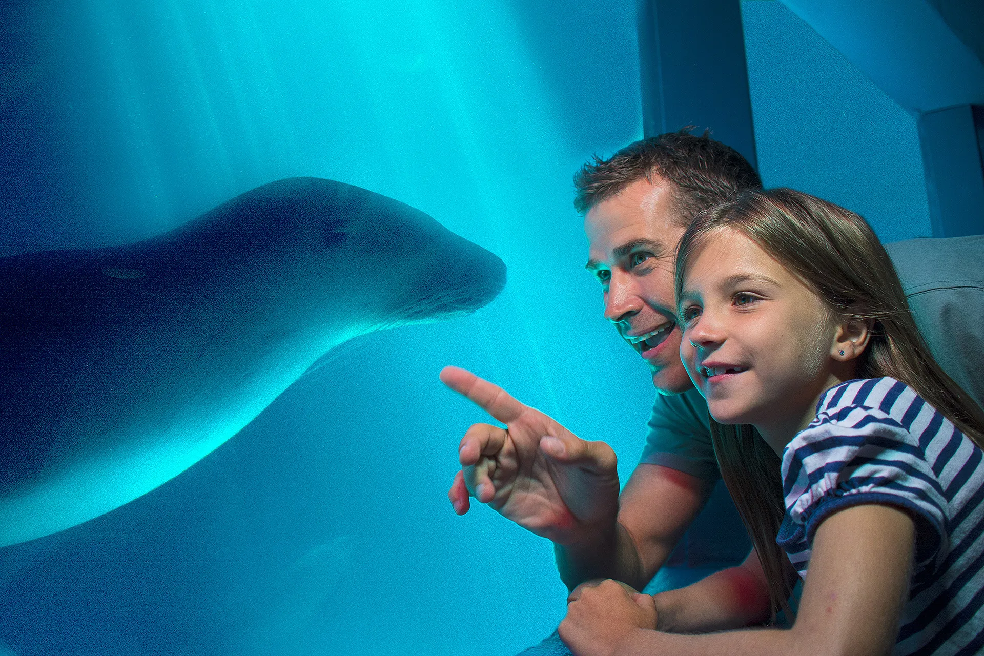 Fun Facts About Seals  SEA LIFE Sunshine Coast