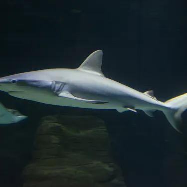 Grey Reef Shark at SEA LIFE Sunshine Coast