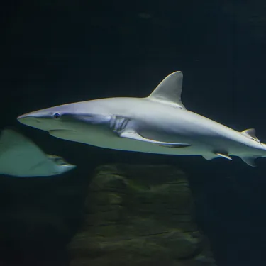 Grey Reef Shark at SEA LIFE Sunshine Coast