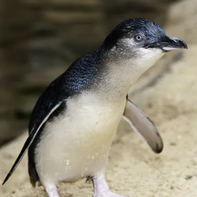 Little Penguins (18)