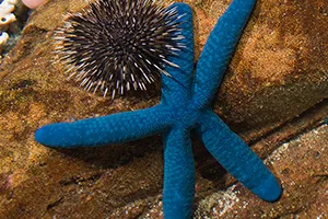 Tidal Pools Sea Stars