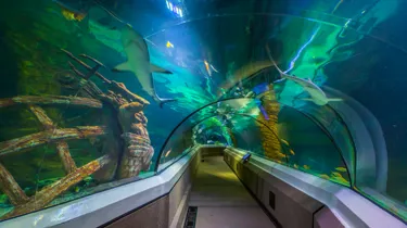 Oceanarium Sharks