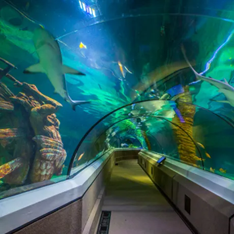 Oceanarium Sharks