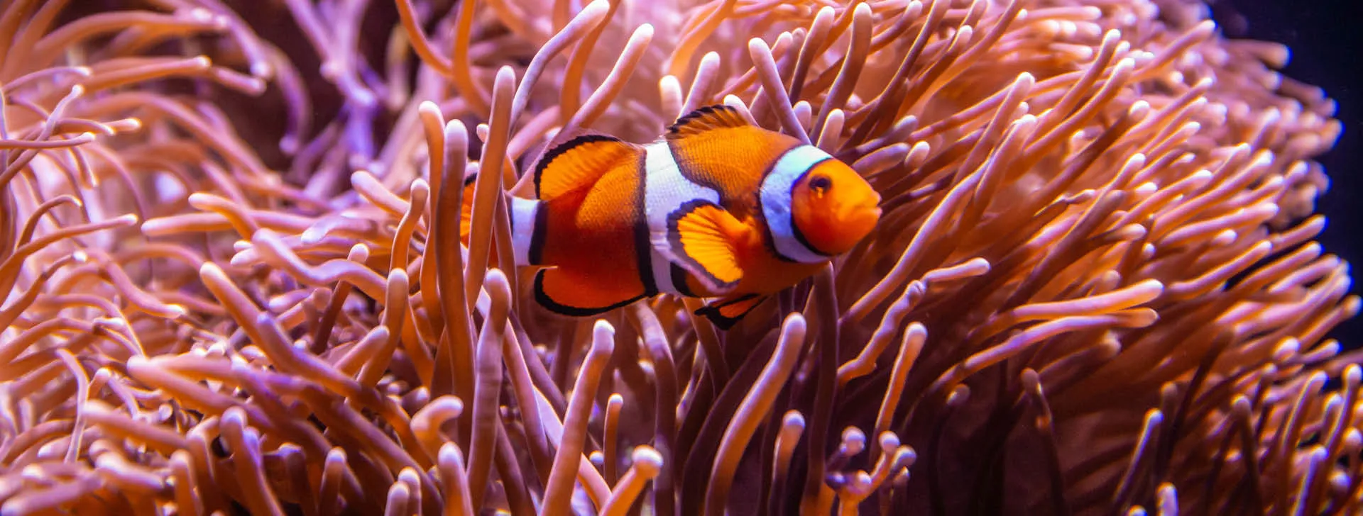 Clownfish